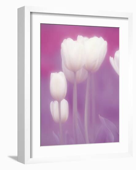 Soft Focus View of Tulips, Cincinatti, Ohio, USA-Adam Jones-Framed Photographic Print