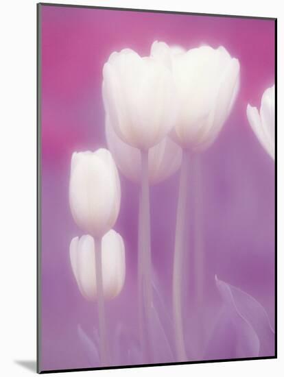 Soft Focus View of Tulips, Cincinatti, Ohio, USA-Adam Jones-Mounted Photographic Print