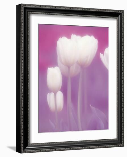 Soft Focus View of Tulips, Cincinatti, Ohio, USA-Adam Jones-Framed Photographic Print