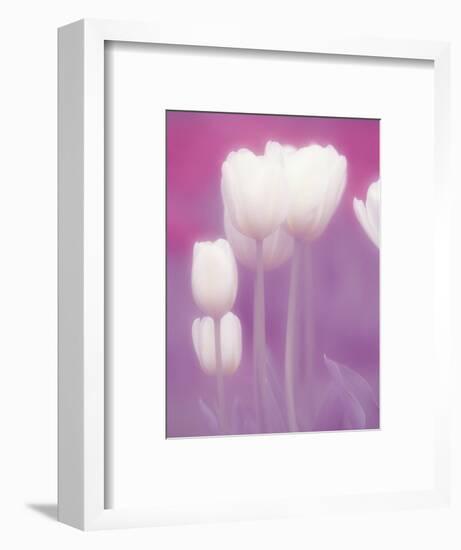 Soft Focus View of Tulips, Cincinatti, Ohio, USA-Adam Jones-Framed Photographic Print