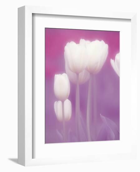 Soft Focus View of Tulips, Cincinatti, Ohio, USA-Adam Jones-Framed Photographic Print