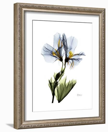 Soft Geranium Portrait-Albert Koetsier-Framed Premium Giclee Print