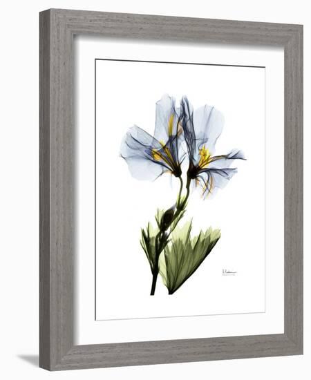 Soft Geranium Portrait-Albert Koetsier-Framed Premium Giclee Print