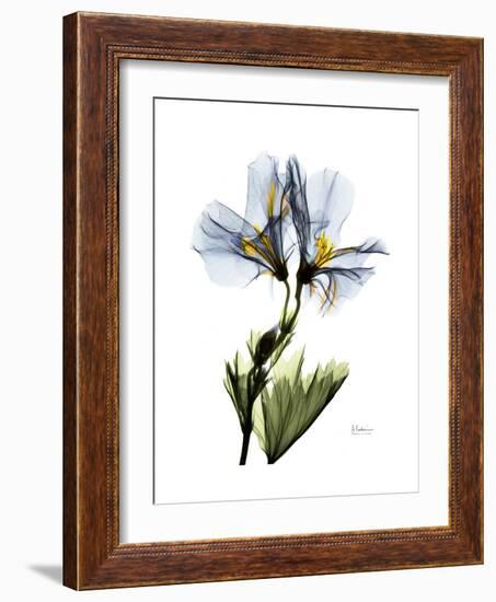 Soft Geranium Portrait-Albert Koetsier-Framed Premium Giclee Print