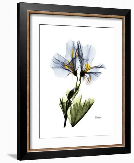 Soft Geranium Portrait-Albert Koetsier-Framed Premium Giclee Print