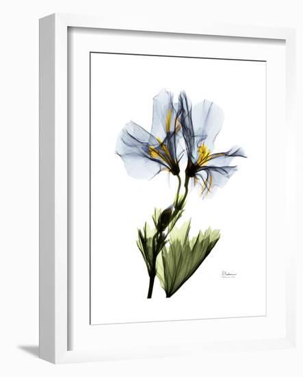 Soft Geranium Portrait-Albert Koetsier-Framed Premium Giclee Print