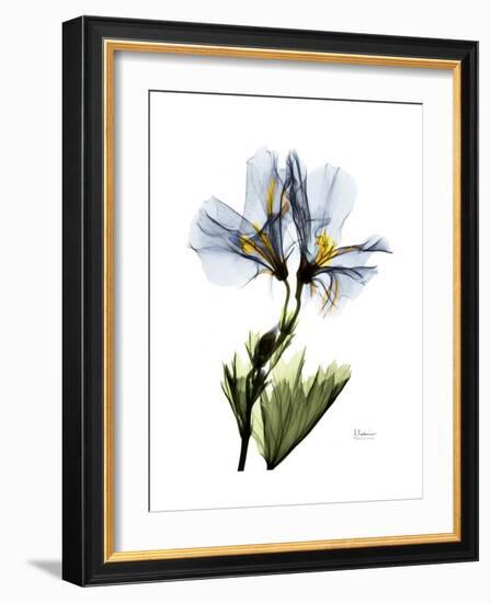 Soft Geranium Portrait-Albert Koetsier-Framed Premium Giclee Print