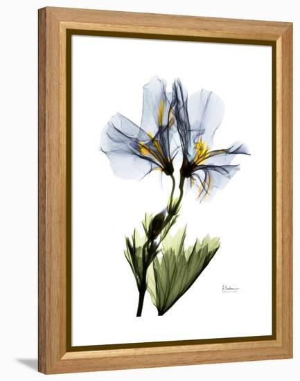 Soft Geranium Portrait-Albert Koetsier-Framed Stretched Canvas