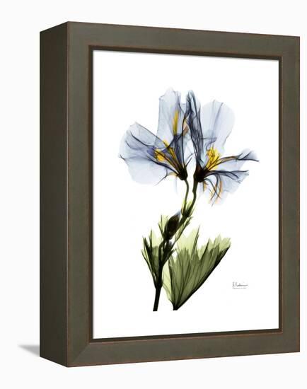 Soft Geranium Portrait-Albert Koetsier-Framed Stretched Canvas