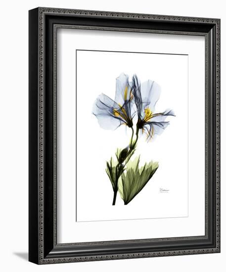 Soft Geranium Portrait-Albert Koetsier-Framed Premium Giclee Print