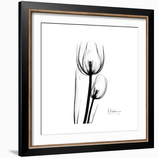 Soft Gray Tulips-Albert Koetsier-Framed Art Print