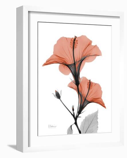 Soft Hibiscus-Albert Koetsier-Framed Art Print