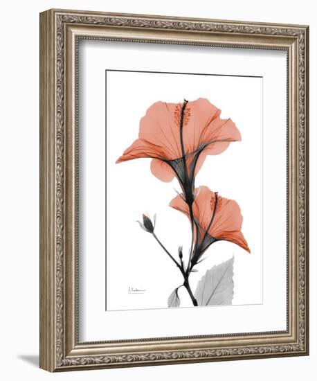 Soft Hibiscus-Albert Koetsier-Framed Art Print