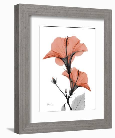 Soft Hibiscus-Albert Koetsier-Framed Art Print