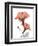 Soft Hibiscus-Albert Koetsier-Framed Art Print