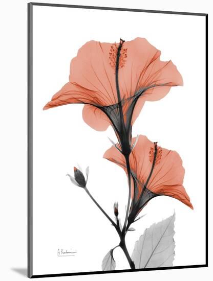 Soft Hibiscus-Albert Koetsier-Mounted Art Print