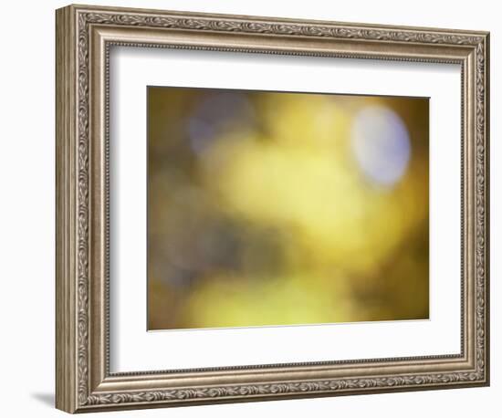 Soft Landscape IV-James McLoughlin-Framed Photographic Print