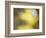 Soft Landscape IV-James McLoughlin-Framed Photographic Print