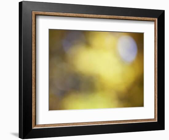 Soft Landscape IV-James McLoughlin-Framed Photographic Print