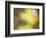 Soft Landscape IV-James McLoughlin-Framed Photographic Print