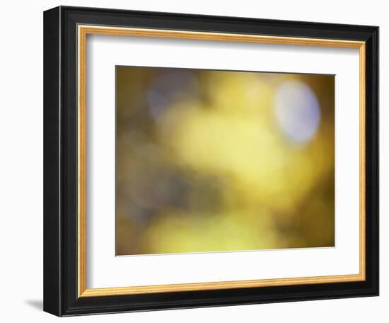 Soft Landscape IV-James McLoughlin-Framed Photographic Print