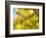 Soft Landscape VI-James McLoughlin-Framed Photographic Print