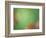 Soft Landscape VIII-James McLoughlin-Framed Photographic Print