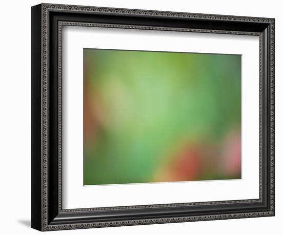 Soft Landscape VIII-James McLoughlin-Framed Photographic Print