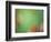 Soft Landscape VIII-James McLoughlin-Framed Photographic Print