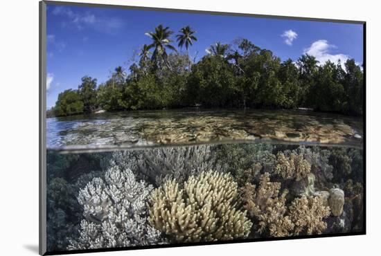 Soft Leather Corals Grow in the Shallow Waters in the Solomon Islands-Stocktrek Images-Mounted Photographic Print