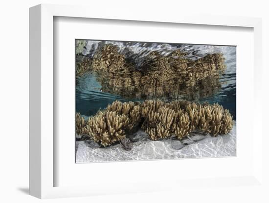 Soft Leather Corals Grow in the Shallow Waters in the Solomon Islands-Stocktrek Images-Framed Photographic Print