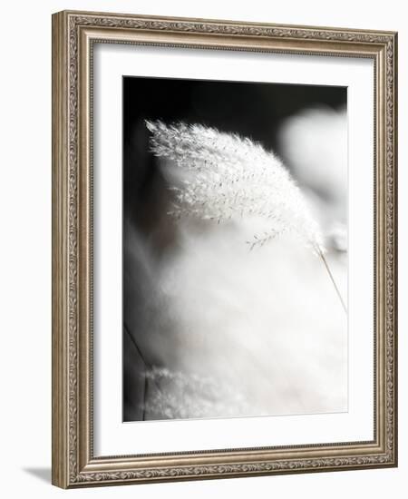 Soft Light - Drift-Chris Dunker-Framed Giclee Print