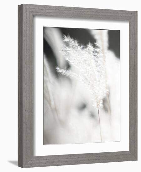 Soft Light - Wave-Chris Dunker-Framed Giclee Print