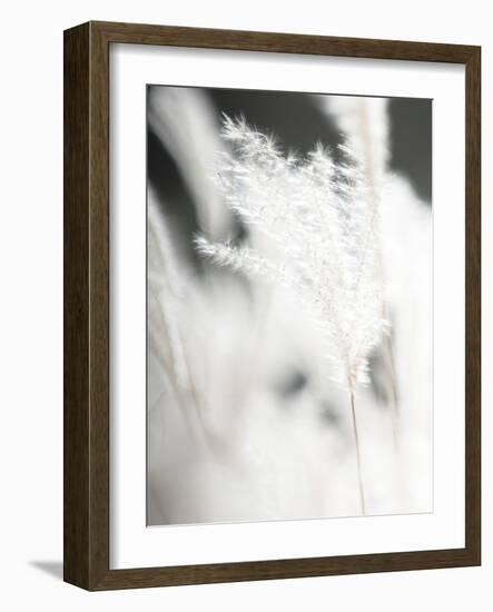 Soft Light - Wave-Chris Dunker-Framed Giclee Print