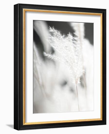 Soft Light - Wave-Chris Dunker-Framed Giclee Print