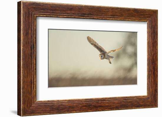 Soft Light-Mark Bridger-Framed Art Print