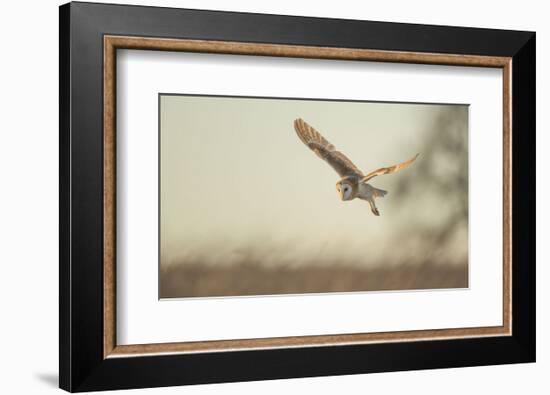 Soft Light-Mark Bridger-Framed Art Print