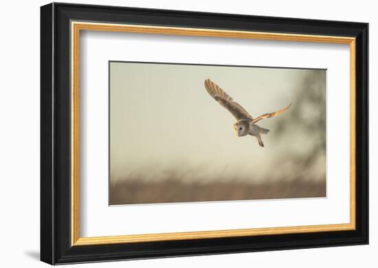 Soft Light-Mark Bridger-Framed Art Print