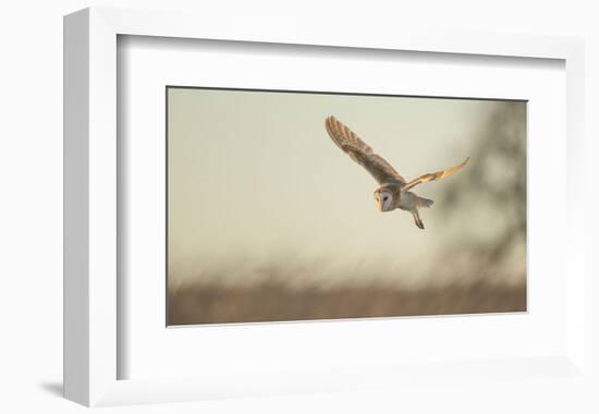 Soft Light-Mark Bridger-Framed Art Print