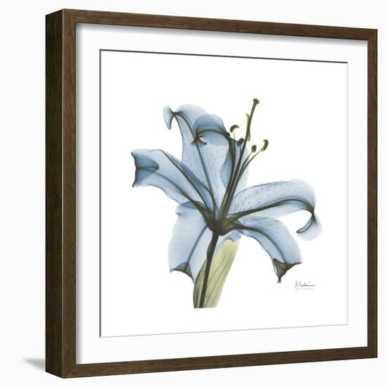 Soft Lily-Albert Koetsier-Framed Premium Giclee Print