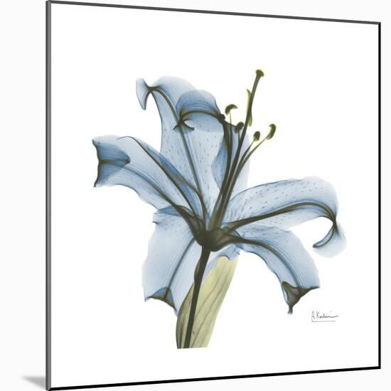 Soft Lily-Albert Koetsier-Mounted Premium Giclee Print