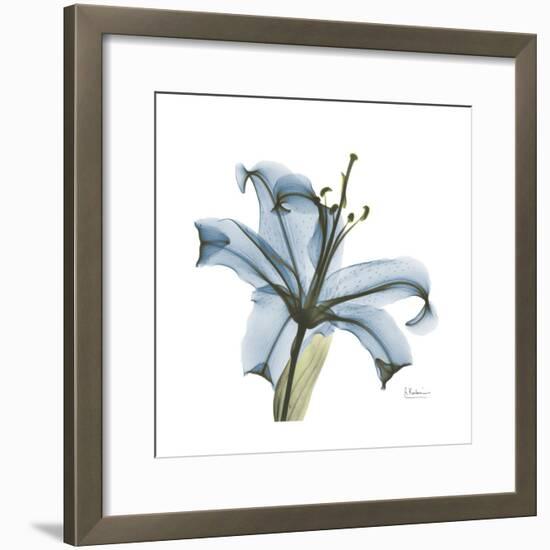 Soft Lily-Albert Koetsier-Framed Premium Giclee Print