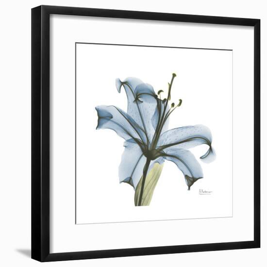 Soft Lily-Albert Koetsier-Framed Art Print