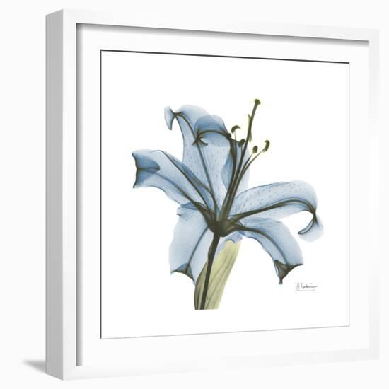 Soft Lily-Albert Koetsier-Framed Art Print