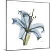 Soft Lily-Albert Koetsier-Mounted Art Print