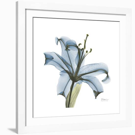 Soft Lily-Albert Koetsier-Framed Art Print