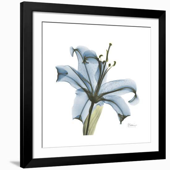 Soft Lily-Albert Koetsier-Framed Art Print