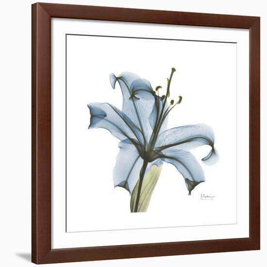 Soft Lily-Albert Koetsier-Framed Art Print