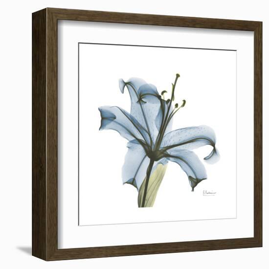 Soft Lily-Albert Koetsier-Framed Art Print