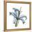 Soft Lily-Albert Koetsier-Framed Stretched Canvas